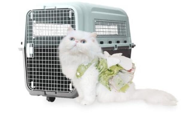 上海宠物猫托运需要什么手续