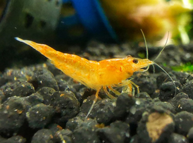 宠物虾不喂食能活多久呀 宠物虾不喂食能活多久呀