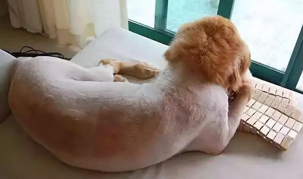 夏季给狗狗剃毛是真的降温吗? 夏季给狗狗剃毛是真的降温吗?