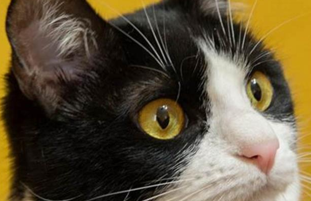 为什么喜欢猫却有虐猫心理？有虐猫倾向是什么心态？