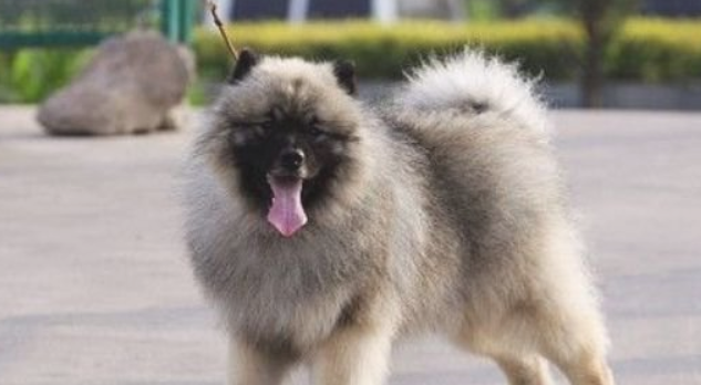 狗狗发烧吃什么中药有用？这三种药品要知道
