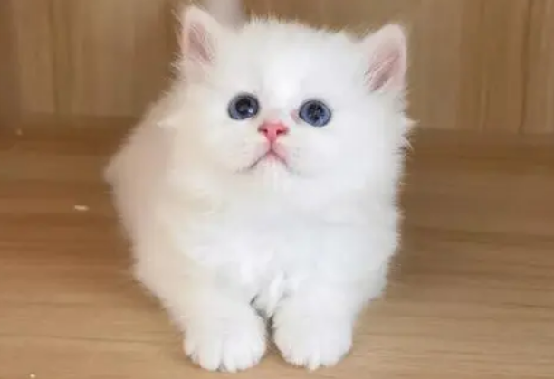 英短猫纯白为什么没人养