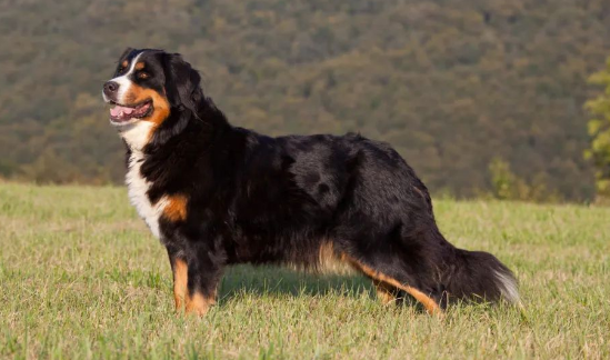 今日科普：伯恩山犬各个年龄段的护理方法和注意事项
