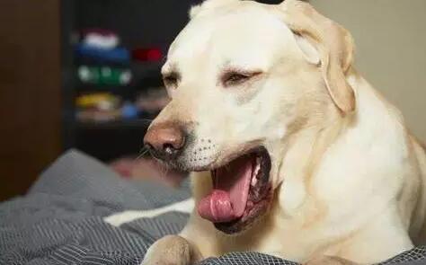 狗狗咳嗽分为哪几种症状? 狗狗咳嗽分为哪几种症状?