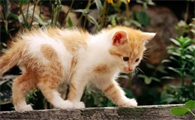 猫有寄生虫的症状有哪些?