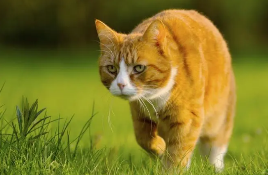 猫咪捕食是如何训练的?如何训练猫捕猎? 猫咪捕食是如何训练的?如何训练猫捕猎?