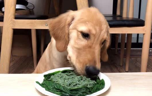 狗狗为什么不吃菠菜的原因有哪些 狗狗为什么不吃菠菜的原因有哪些