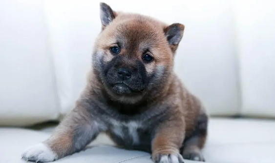 狗狗肾衰竭原因