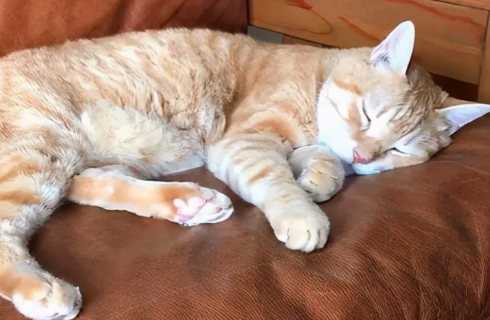 小猫睡觉肚子起伏太快正常吗为什么 小猫睡觉肚子起伏太快正常吗为什么