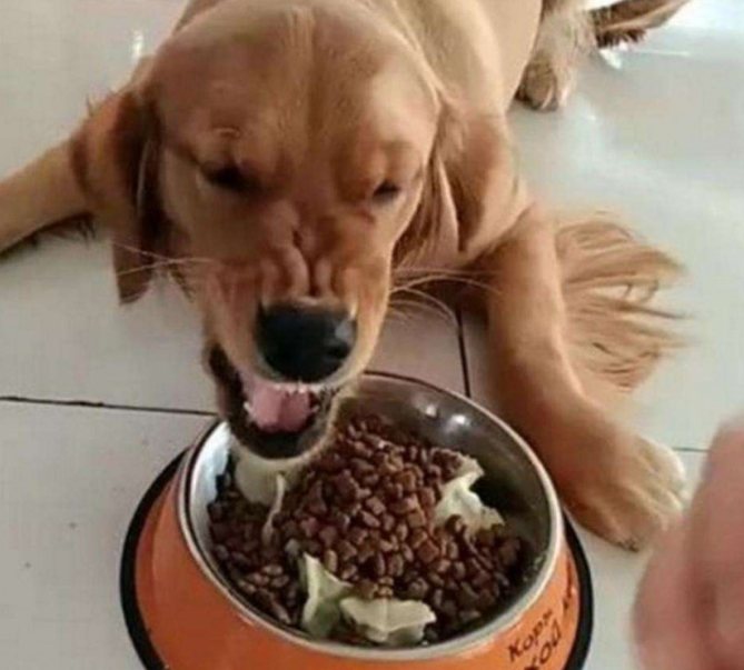 狗狗护食是好事吗？