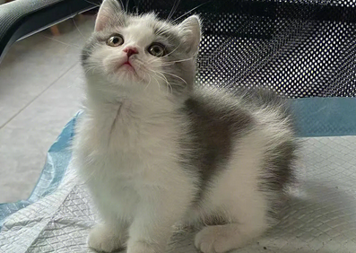蓝白英短猫长大了好丑
