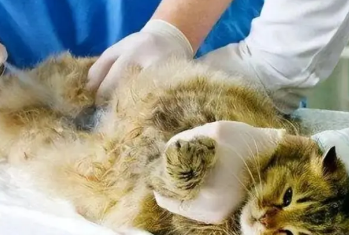 母猫子宫蓄脓的症状有哪些表现 母猫子宫蓄脓的症状有哪些表现