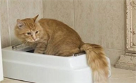 猫咪腹泻有什么原因引起的