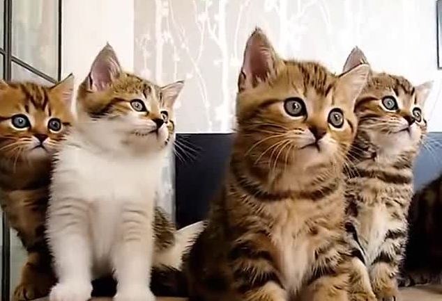 猫咪为什么不睡觉爱蹦迪 猫咪为什么不睡觉爱蹦迪