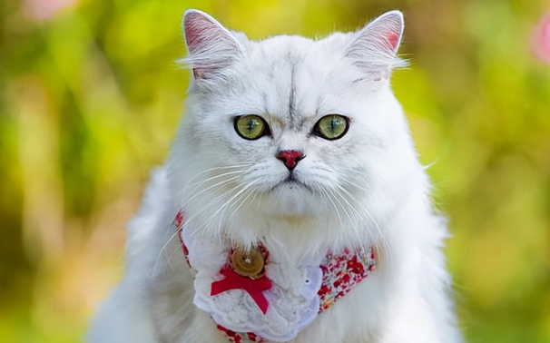 猫咪吐毛,该怎么办? 猫咪吐毛,该怎么办?