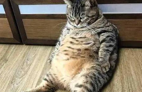 猫咪咳喘性疾病治疗,吸入治疗的应用及药物选择! 猫咪咳喘性疾病治疗,吸入治疗的应用及药物选择!