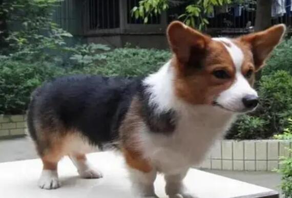柯基犬要多少钱