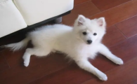 日本银狐犬和萨摩耶区别