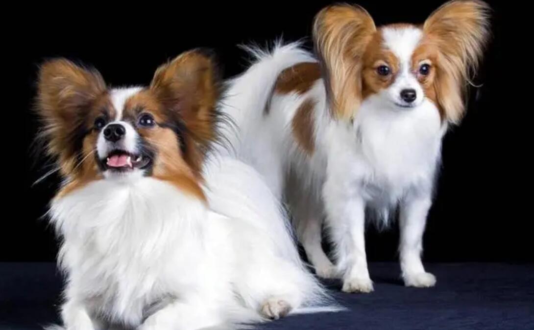 蝴蝶犬适合小孩养吗 蝴蝶犬适合小孩养吗