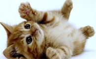 被猫抓破了一点点皮该怎么处理呢？