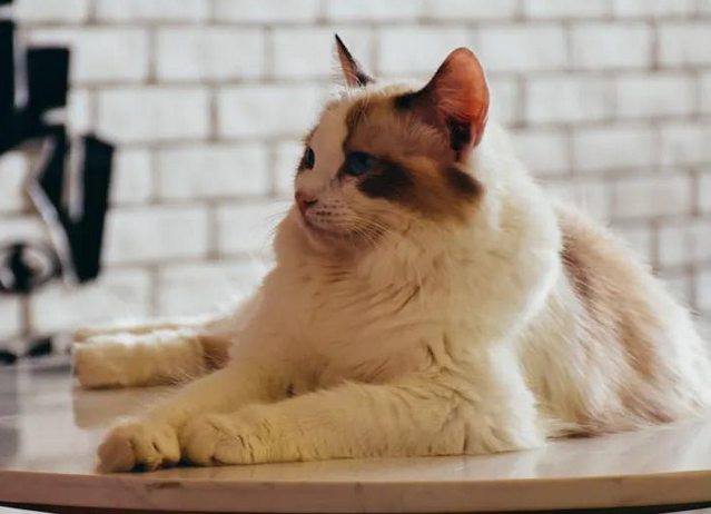 今日看点:长期室内养猫对人体有影响吗? 今日看点:长期室内养猫对人体有影响吗?