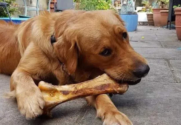 狗狗为什么不能吃骨头呢