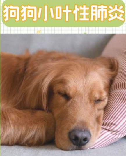狗狗小叶性肺炎的缘故及医治。铲屎官必读！
