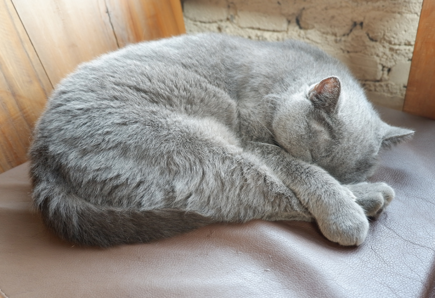 猫咪睡觉对着墙好吗为什么