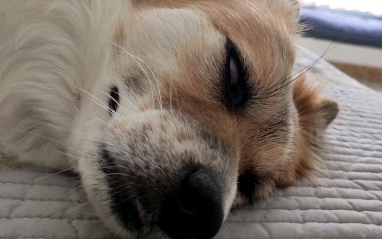 老狗狗为什么睁眼睡觉 老狗狗为什么睁眼睡觉