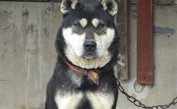 这几种狗狗都能够独当一面，从来不喜爱黏人！