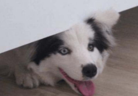 为什么狗狗钻腿 为什么狗狗钻腿