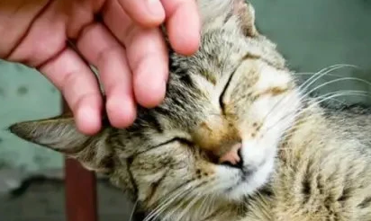 猫咪为什么喜欢蹭额头啊