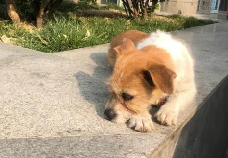 夏天狗狗为什么晒太阳呢 夏天狗狗为什么晒太阳呢
