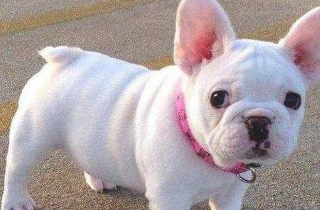法国斗牛犬，为什么有那么多的人养？