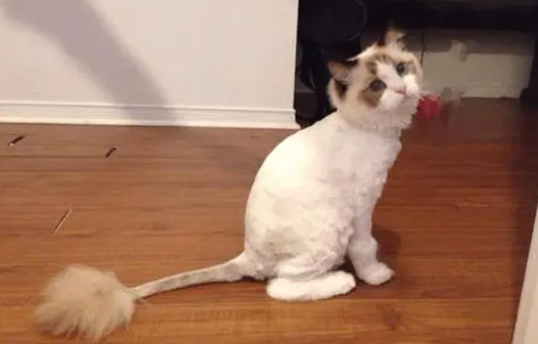 猫咪可以剃毛吗?为什么 猫咪可以剃毛吗?为什么