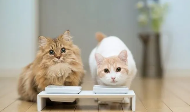 猫咳嗽那种喘是怎么回事？本文教你