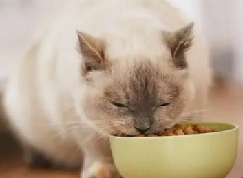 农村猫没有猫粮吃什么