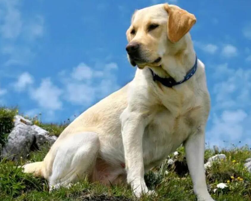 怎样塑造主人家的威信—适用于中大型犬 怎样塑造主人家的威信—适用于中大型犬