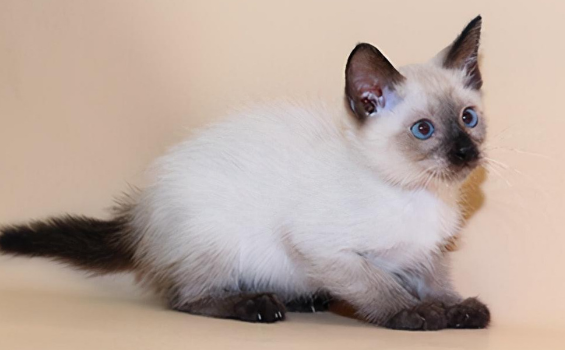 猫皮肤上密密麻麻的小黑点怎么办？