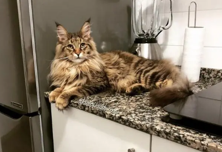 千万别养缅因猫 千万别养缅因猫