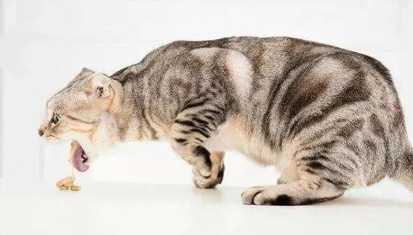 猫咪呕吐并且不吃饭是怎么了呢 猫咪呕吐并且不吃饭是怎么了呢