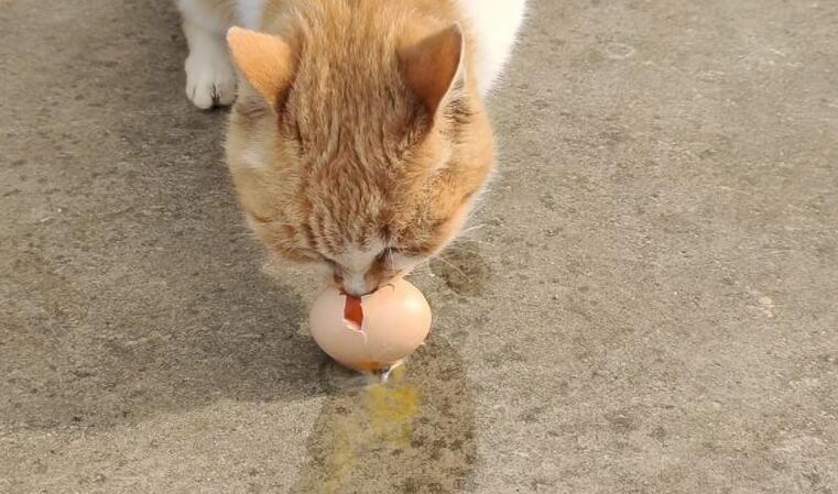 猫可以吃生鸡蛋吗?看完就知道该如何给猫吃鸡蛋 猫可以吃生鸡蛋吗?看完就知道该如何给猫吃鸡蛋