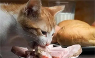 一个月的幼猫可以吃鸡胸肉吗?