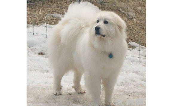这6种知名的巨型犬，了解3个左右，算你利害