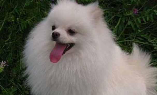 博美犬好养吗？5个小窍门，教你养好博美犬