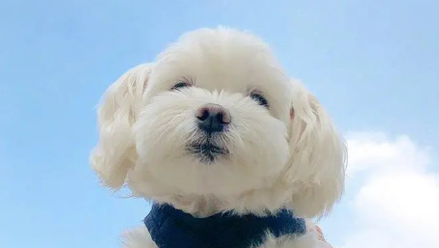 朋友圈发狗狗的幽默说说