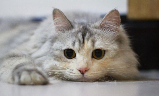 猫咪眼睛有脓性眼屎是什么问题?铲屎官该怎么办?