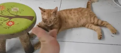 猫咪为什么老咬人的腿呢 猫咪为什么老咬人的腿呢