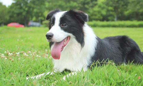 边牧怎么会尿频，边牧尿频的缘故