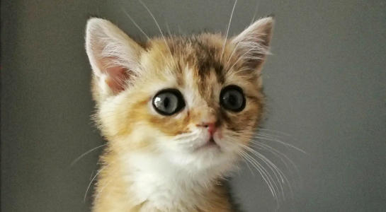 正确警告小猫的方法,撸猫的正确打开方式!